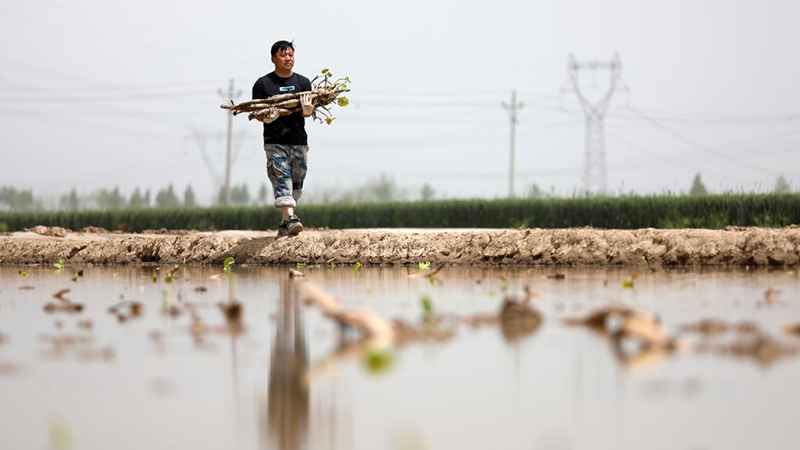 レンコンの植え付けが最盛期迎える　河北省邢台市