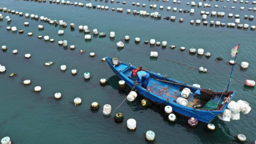 イガイの養殖にいそしむ漁民たち　浙江省舟山市