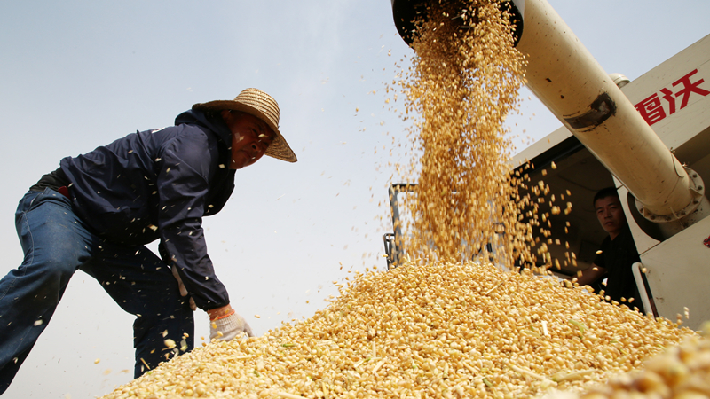 ３９９万ヘクタールの麦畑で収穫、機械化も進行　山東省