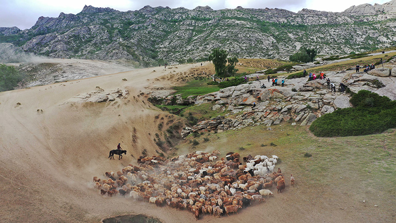 ４３万頭の家畜が夏の大移動　新疆ウイグル自治区