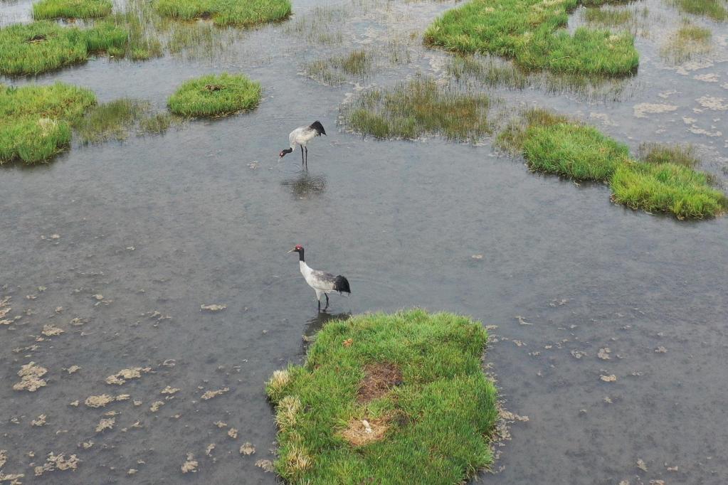 渡り鳥の楽園、尕海湿地に子育ての季節　甘粛省