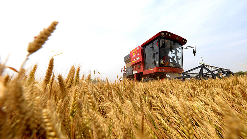 邯鄲市で小麦の収穫始まる　河北省