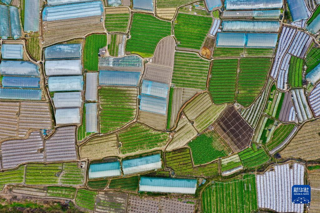 大地に広がる春のパズル 中国福建省福州市