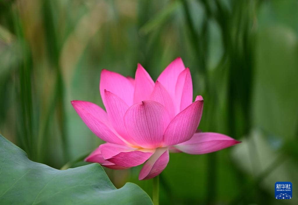 公園でハスの花が見頃に 福建省福州市