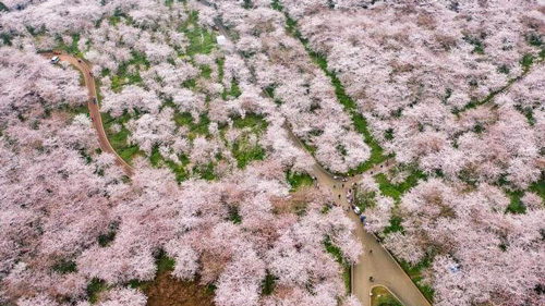 湖畔の桜開花、見渡す限り薄紅色に　貴州省